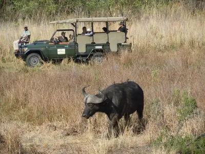 a group of people in a jeep and a bull in a field at Little Mongena Tented Camp in Klipdrift