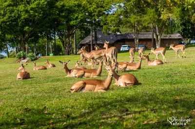 a herd of deer laying in a field of grass at Kruger Park Lodge Unit No 441 with Private Pool in Hazyview