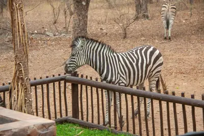 a zebra standing next to a fence at Lovely holiday home bordering Kruger National Park in Marloth Park