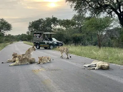 a group of lions crossing a road with a car at Umbhaba Eco Lodge in Hazyview