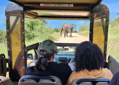 two people in a vehicle looking at an elephant in the road at Umbhaba Eco Lodge in Hazyview