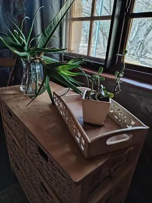 a table with potted plants on it next to a window at Cross Pollination Chalets & Camping in Vaalwater