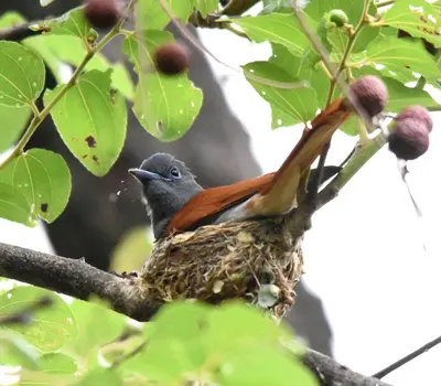 a bird sitting on a nest in a tree at Cross Pollination Chalets & Camping in Vaalwater