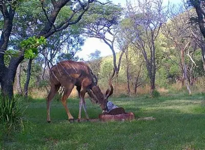 a gazelle standing next to a rock in the grass at Cross Pollination Chalets & Camping in Vaalwater