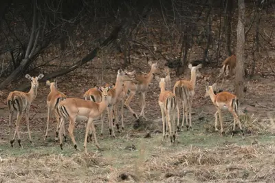 a group of deer standing in a field at Buccara Waterberg - Molapo in Lephalale