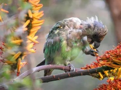 a bird sitting on a branch eating a flower at Chip n Debs Kruger Vacations in Marloth Park