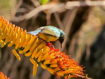 a bird is eating a bunch of bananas on a flower at Chip n Debs Kruger Vacations in Marloth Park