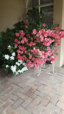 a bunch of pink and white flowers next to a building at Little Umhlanga. Sunflower suite. in Pretoria