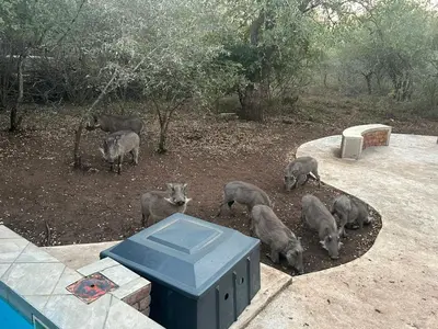 a group of grey pigs standing in the dirt at Shades of Nature in Marloth Park