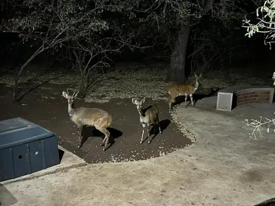 a group of deer running around in the dirt at Shades of Nature in Marloth Park