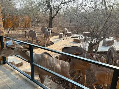 a group of deer standing next to a fence at Shades of Nature in Marloth Park
