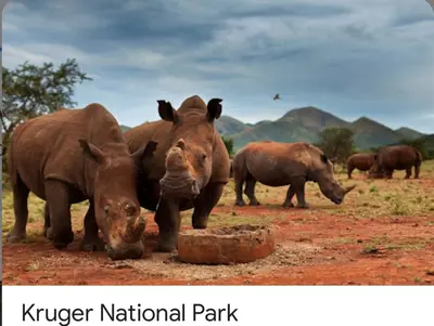 a group of rhinos standing in a field at Greenway Woods Chalet in White River