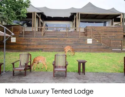 two kangaroos grazing in the grass next to two benches at Greenway Woods Chalet in White River