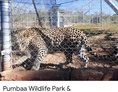 a jaguar walking behind a wire fence at Greenway Woods Chalet in White River
