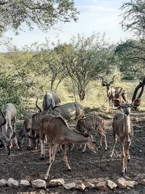a group of animals standing in a field at Injabulo in Marloth Park