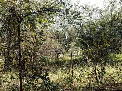 a group of trees in the middle of a field at Injabulo in Marloth Park