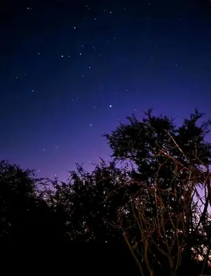 a starry night with a tree in the foreground at Injabulo in Marloth Park