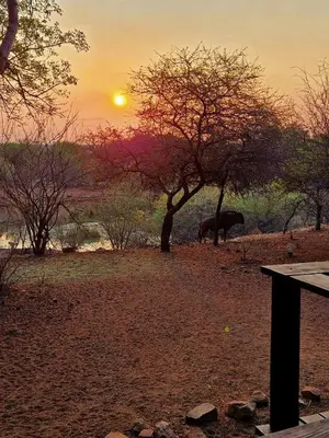 an elephant standing under a tree at sunset at Injabulo in Marloth Park