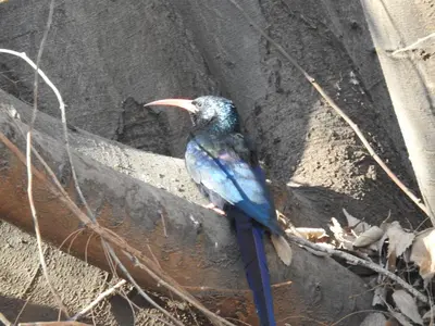 a blue bird with a long beak sitting on a wall at Wooden Creek Estate in Kempton Park