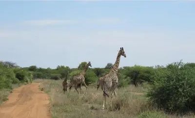 a group of giraffes walking across a dirt road at 42@ Ditholo Game Lodge in Thabazimbi