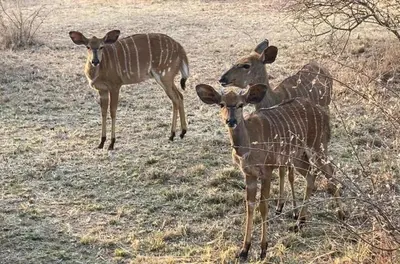 a group of three deer standing in a field at 42@ Ditholo Game Lodge in Thabazimbi