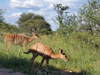 two deer standing in a field of tall grass at 42@ Ditholo Game Lodge in Thabazimbi