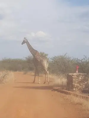 a giraffe walking down a dirt road at 42@ Ditholo Game Lodge in Thabazimbi
