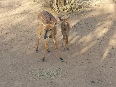 two gazelles standing on a dirt road at Kelora Bush Camp in Hoedspruit
