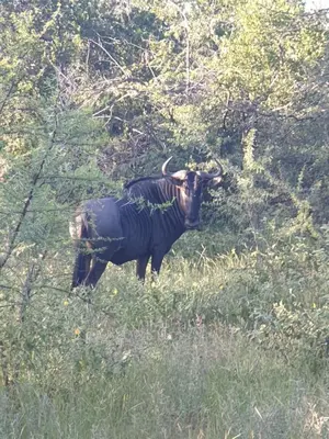 two animals standing in the grass in a field at Kelora Bush Camp in Hoedspruit
