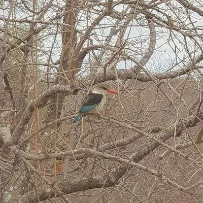 a bird sitting on a tree branch at Kelora Bush Camp in Hoedspruit