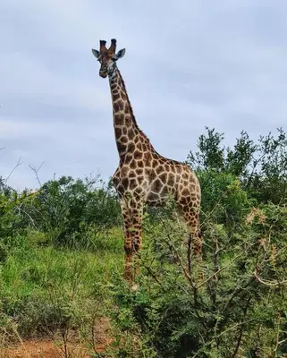 a giraffe standing in a field next to trees at Leopard's Lair Bush Lodge in Hoedspruit