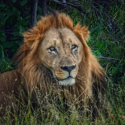 a lion laying in the grass looking at the camera at Modjadji Estate Lodge & Spa in Grietjie Nature Reserve