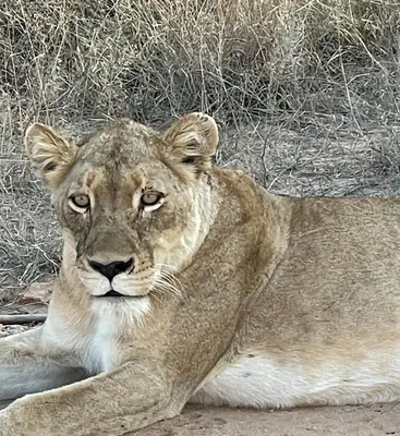 a lion laying on the ground next to some grass at Modjadji Estate Lodge & Spa in Grietjie Nature Reserve