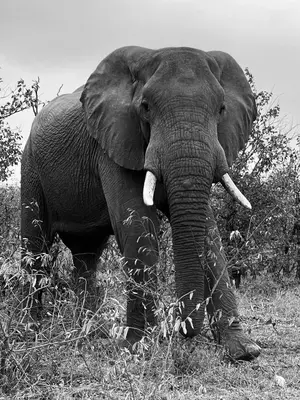 an elephant with tusks standing in a field at Modjadji Estate Lodge & Spa in Grietjie Nature Reserve
