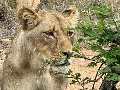 a lion is standing next to a tree at Modjadji Estate Lodge & Spa in Grietjie Nature Reserve