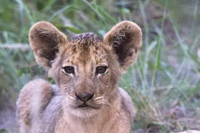 a baby lion cub is looking at the camera at Modjadji Estate Lodge & Spa in Grietjie Nature Reserve