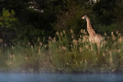 a giraffe standing in a field of tall grass at Abelana River Lodge in Phalaborwa