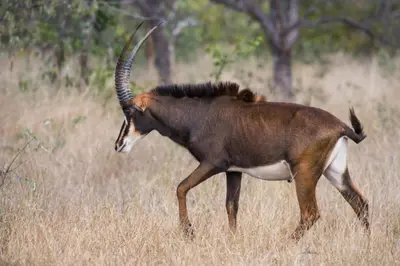 an animal with long horns walking in the grass at Abelana River Lodge in Phalaborwa