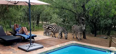a woman sitting in a chair watching zebras by a pool at Loerie Escape - Marloth Park in Marloth Park