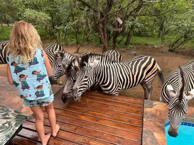 a young girl is looking at a herd of zebras at Loerie Escape - Marloth Park in Marloth Park