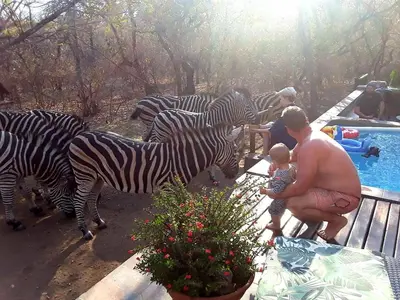 a group of zebras standing next to a pool at Loerie Escape - Marloth Park in Marloth Park