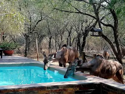 three animals drinking water from a swimming pool at Loerie Escape - Marloth Park in Marloth Park