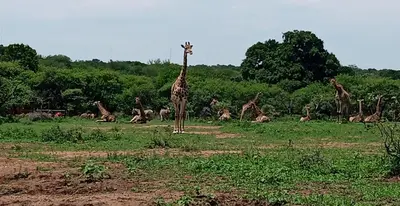 a herd of giraffes sitting and standing in a field at Marloth Wild Fig in Marloth Park