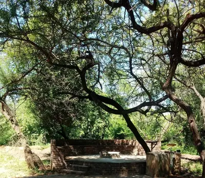 a picnic table under a tree in a park at Marloth Wild Fig in Marloth Park