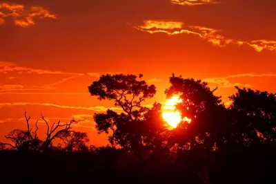 an orange sunset with trees in the foreground at Marloth Wild Fig in Marloth Park