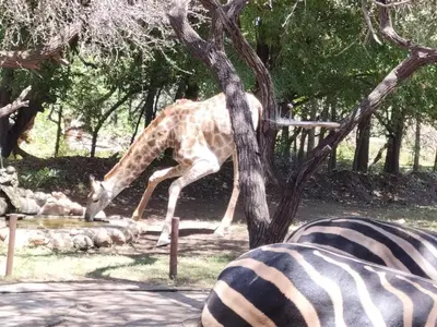 a giraffe is standing next to a tree at Marloth Wild Fig in Marloth Park