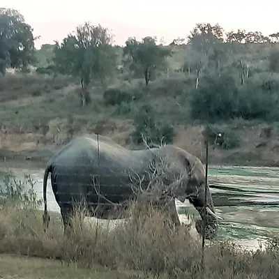 a elephant walking in the water in a field at Marloth Wild Fig in Marloth Park
