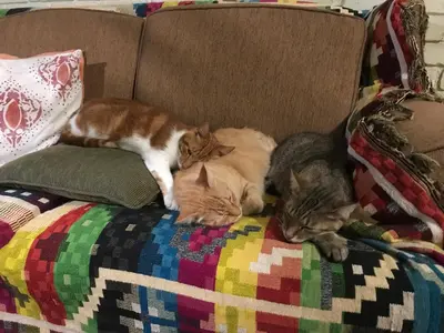 three cats laying on top of a couch at Old Joe's Kaia in Schoemanskloof