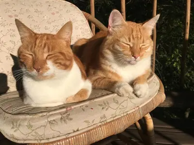 two cats are sleeping in a chair at Old Joe's Kaia in Schoemanskloof