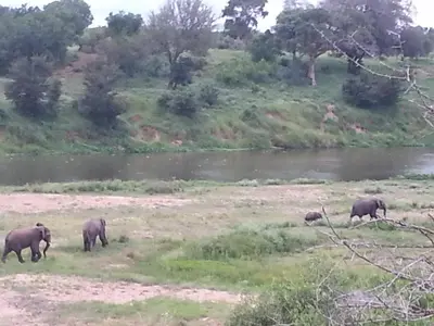 a group of elephants walking in a field near a river at Marloth Wild Fig Studio in Marloth Park
